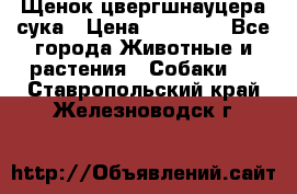 Щенок цвергшнауцера сука › Цена ­ 25 000 - Все города Животные и растения » Собаки   . Ставропольский край,Железноводск г.